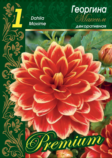 Георгина Максим 1 шт 